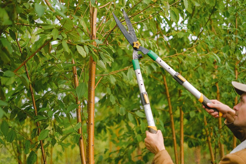 Tree Trimming and Pruning
